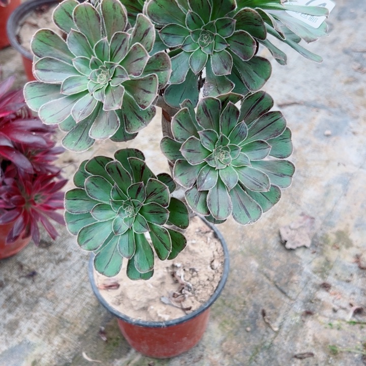 774维锦多肉植物