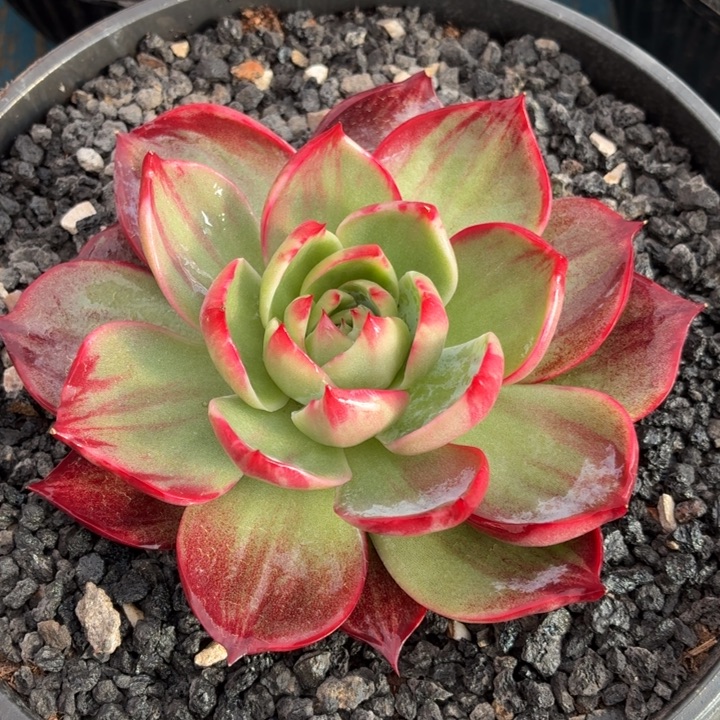 多肉植物惊鸿仙子