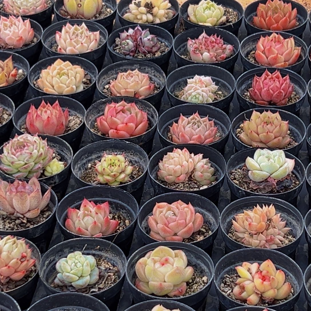 998多肉葡萄领导人物库资料