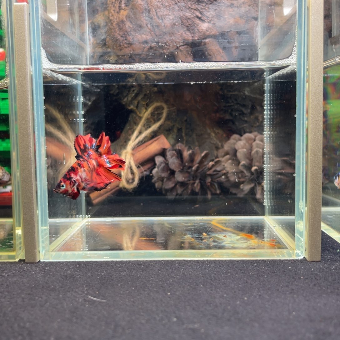 斗鱼十二月二十四日竞价