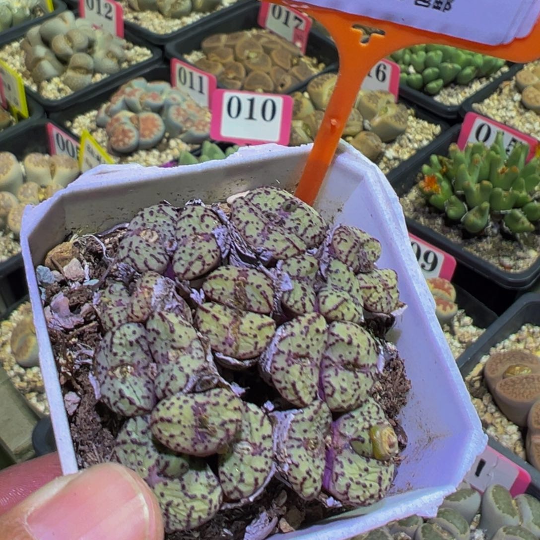 855 一物一拍，默认有伤，介意勿拍，不退不换