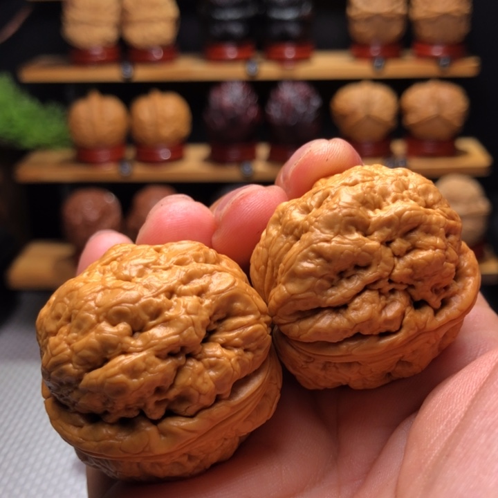 【闪购商品】帝王蝉5