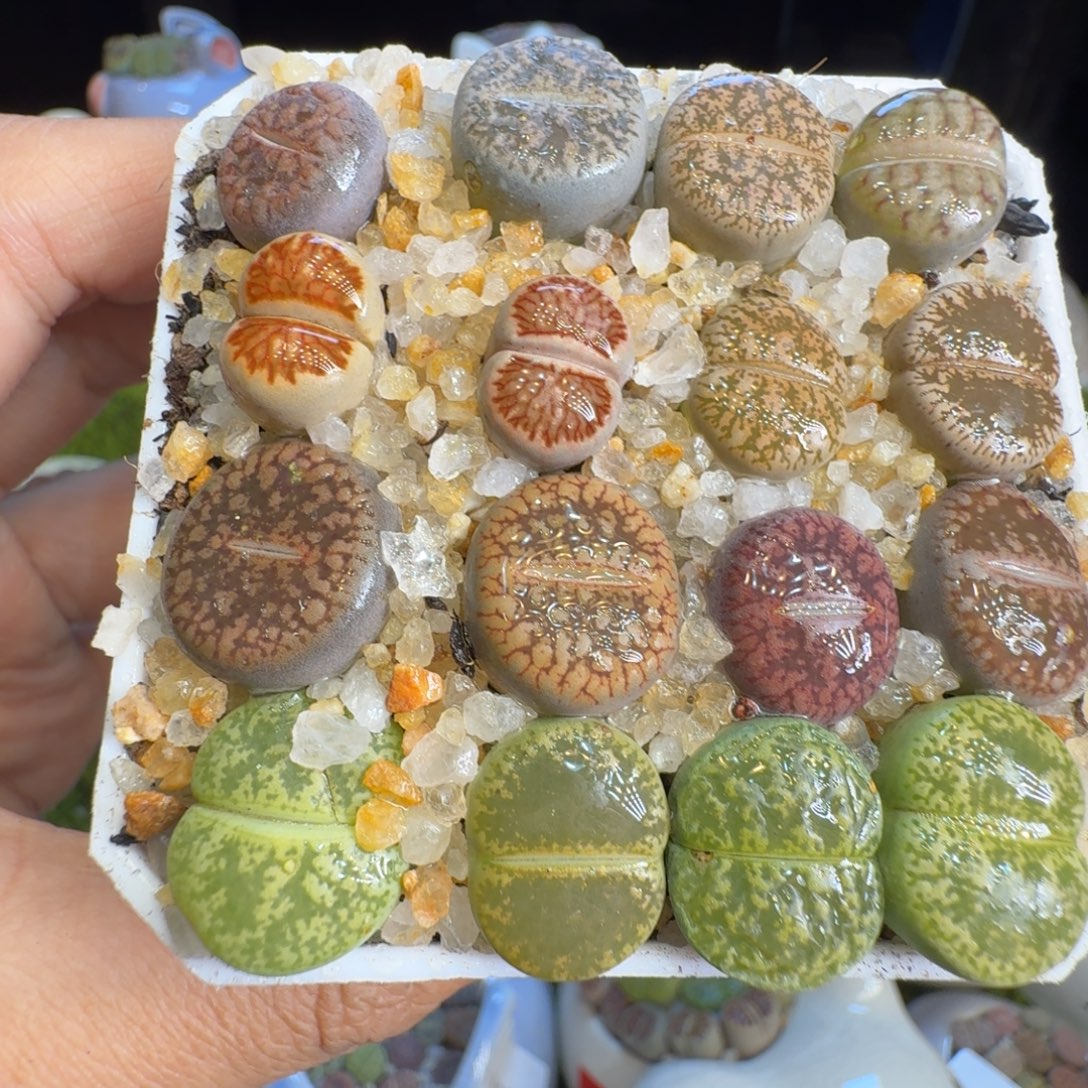 多肉植物福利冲224