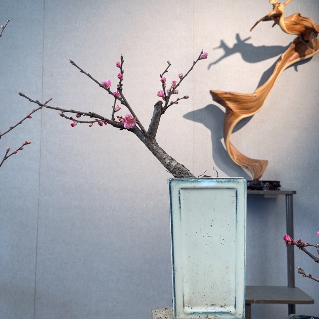 微月季盆景11111还**