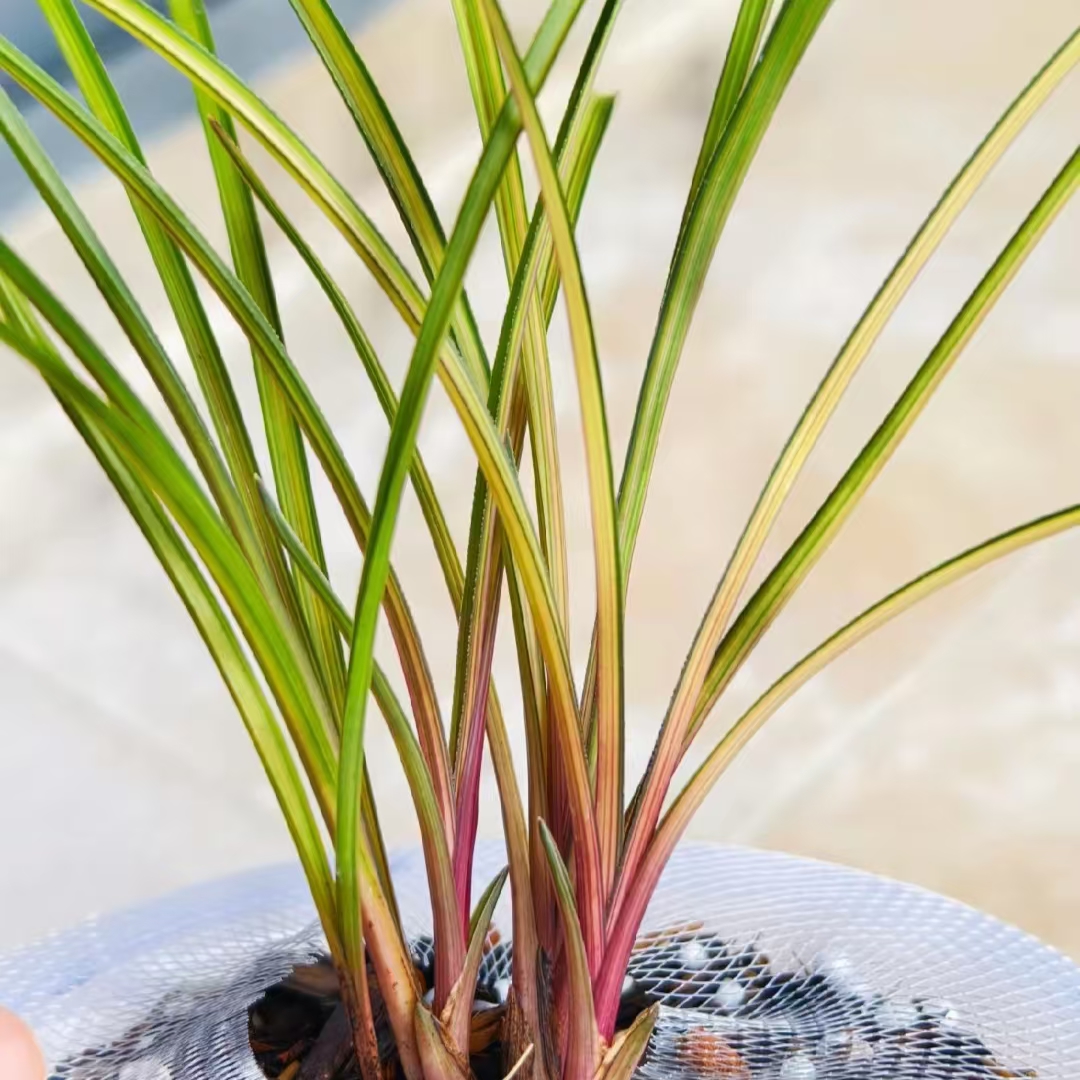 兰花直播间（一物一拍）