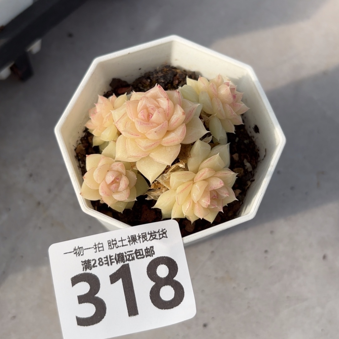 白天鹅麦秆无盆土发货