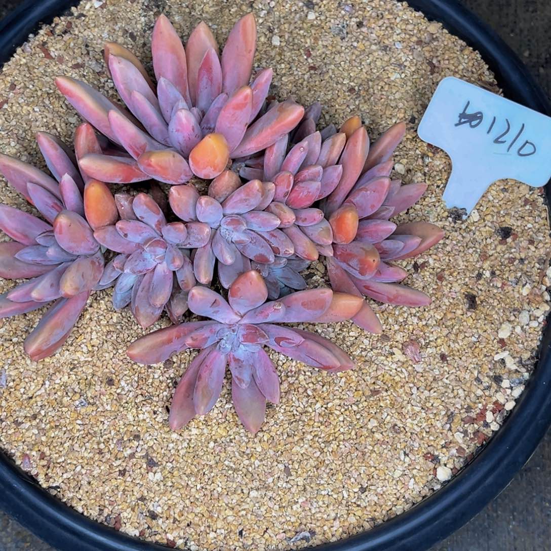 1210号晚上多肉植物群生多肉植物