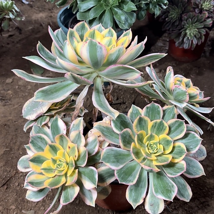 多肉植物法师灿烂110