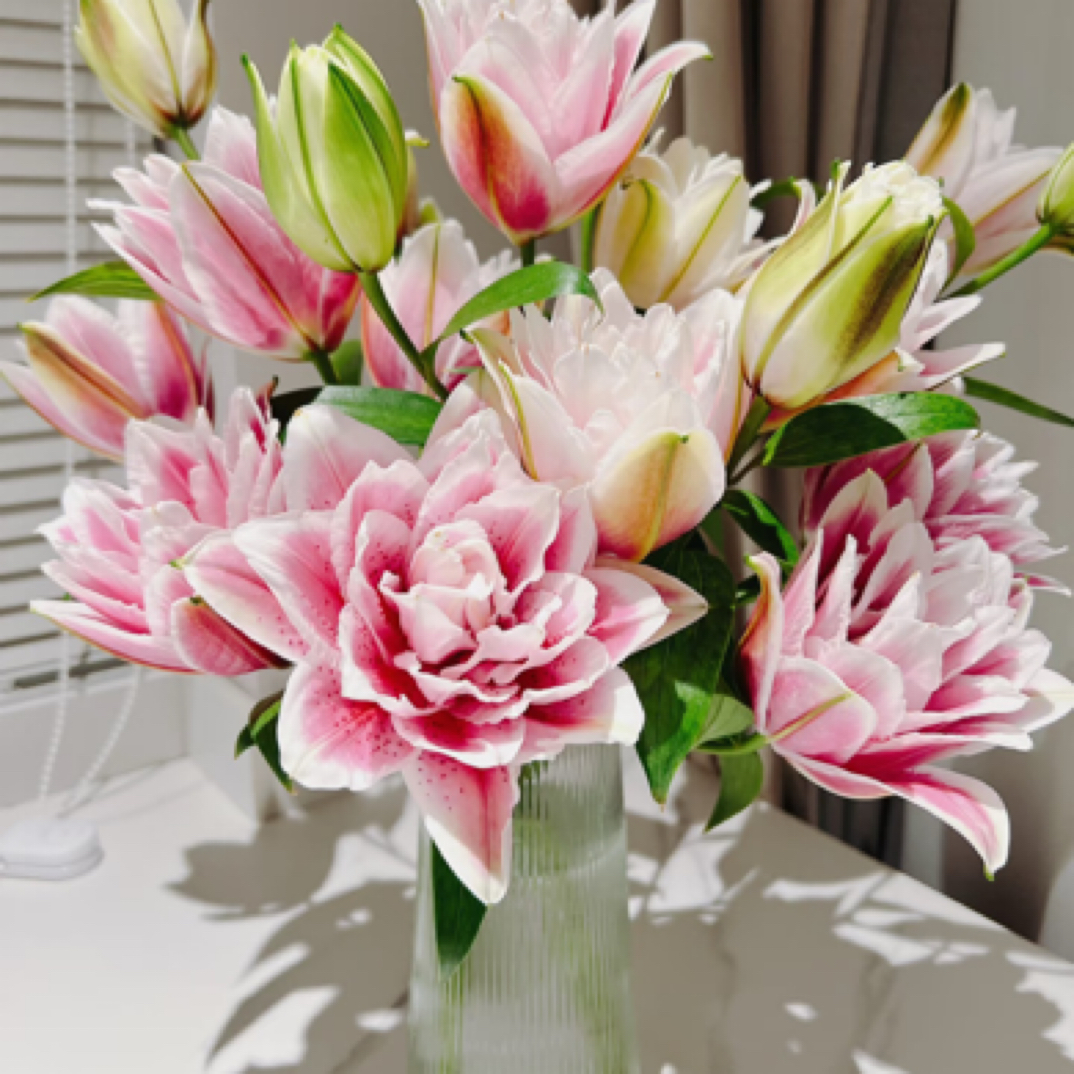 云南精选3头重瓣百合（一把十支）