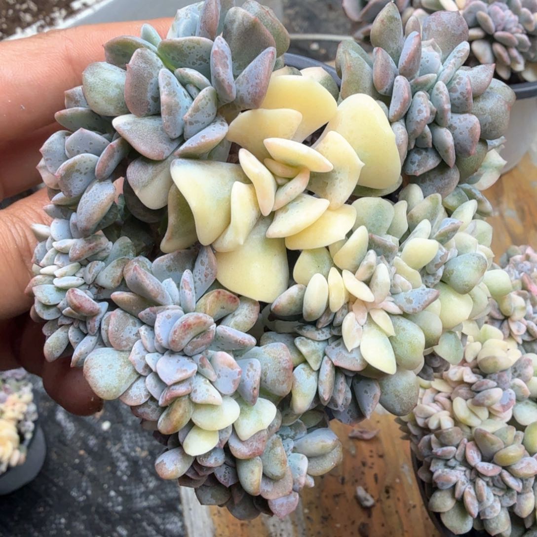 雪精灵锦缀  锦上园艺青岛场