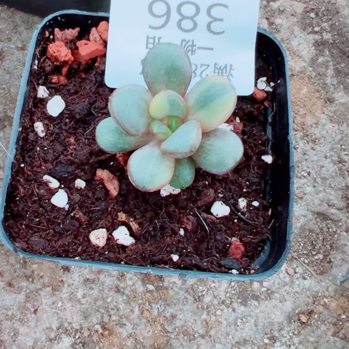 葡萄锦多肉植物386