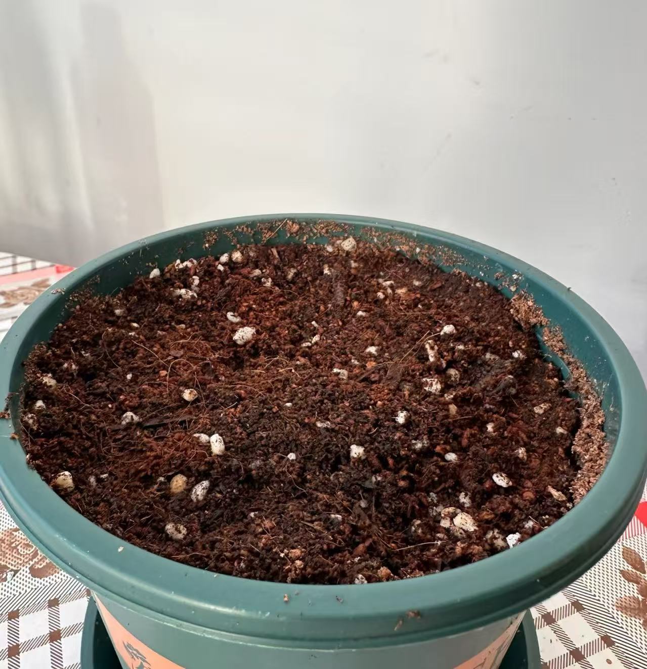 郁金香种植盆+种球专用土