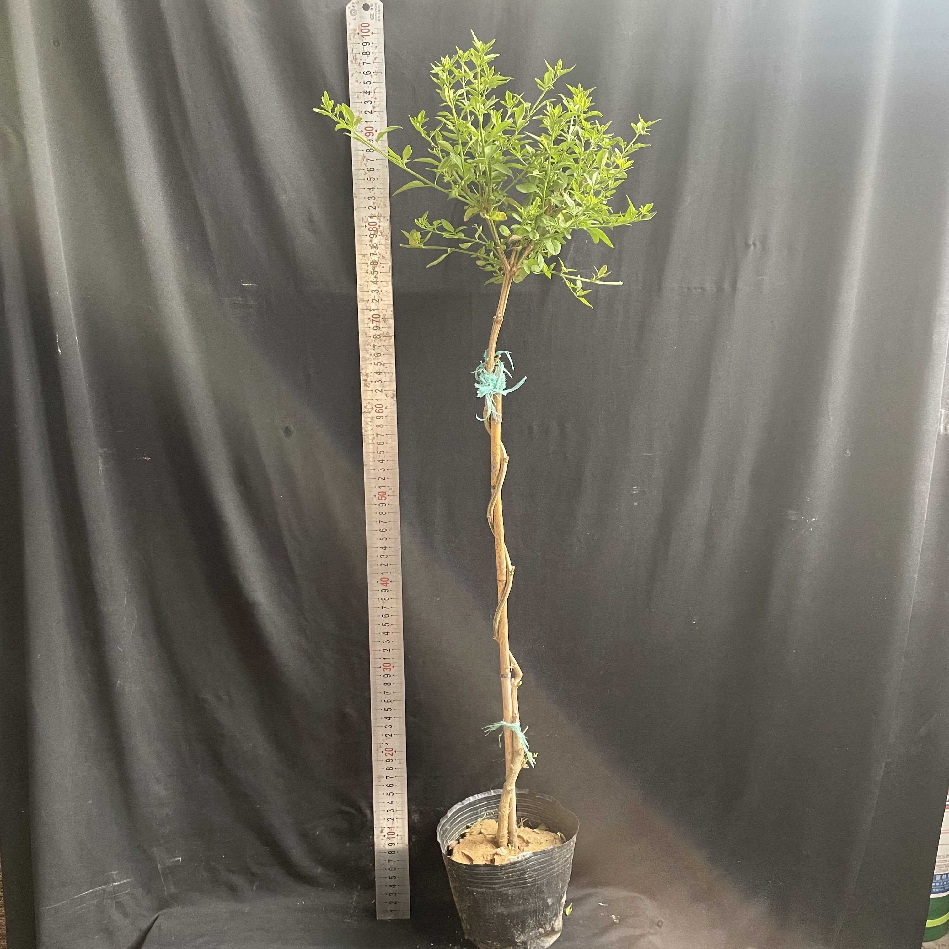 【垂丝探春】2年中苗 含盆高度80到90公分  盆景绿植 年宵花