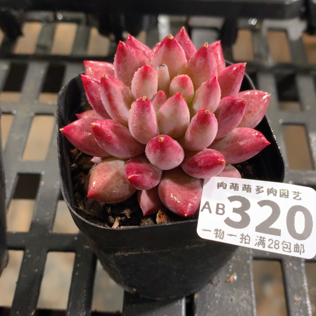 肉萌萌拇指盆精控多肉AB320