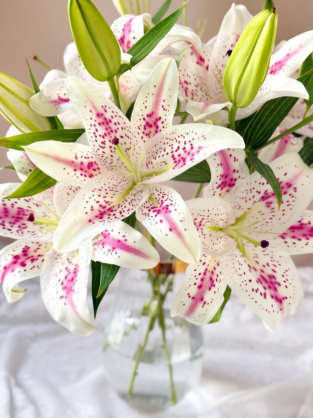 （曼曼）西施香水百合5支   20个花苞  20%防损  2单包邮