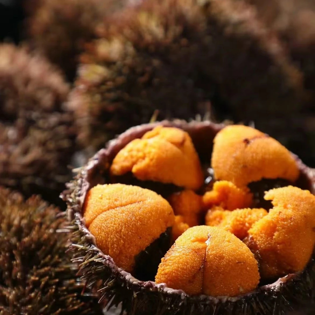 大连活马粪胆八只 18-19个头（时价）