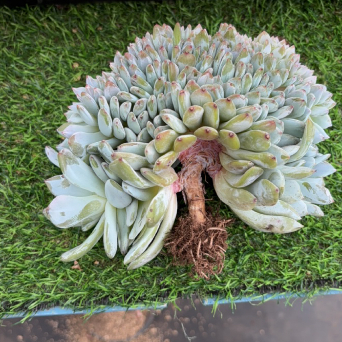 叶插星影缀化多头老桩多肉
