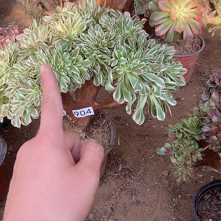 904粉女巫缀老板子法师