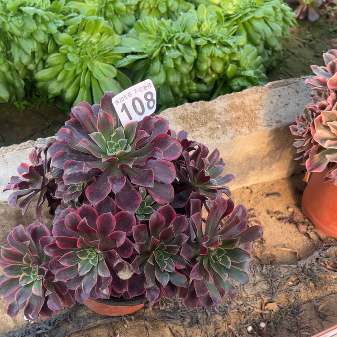 金丝雀108不包断枝