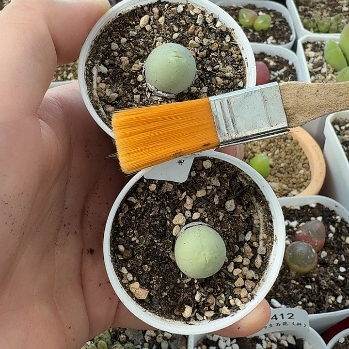 老马生石花鸽子蛋1402