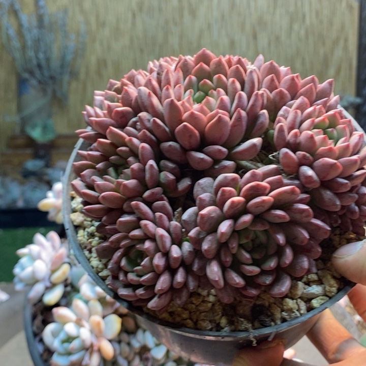 o***l182号红宝石多肉植物