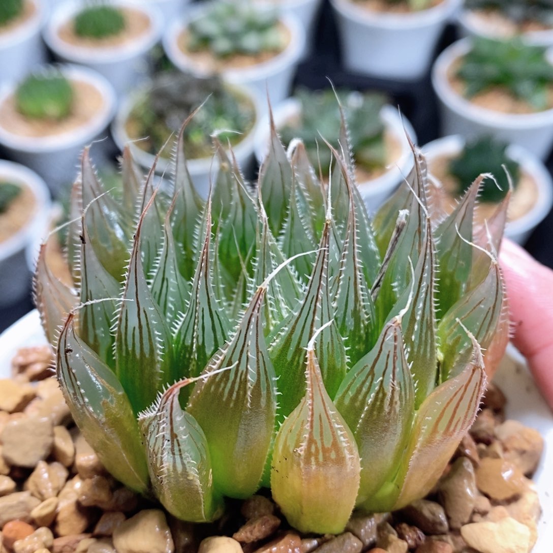 实生玉露针管玉露多肉