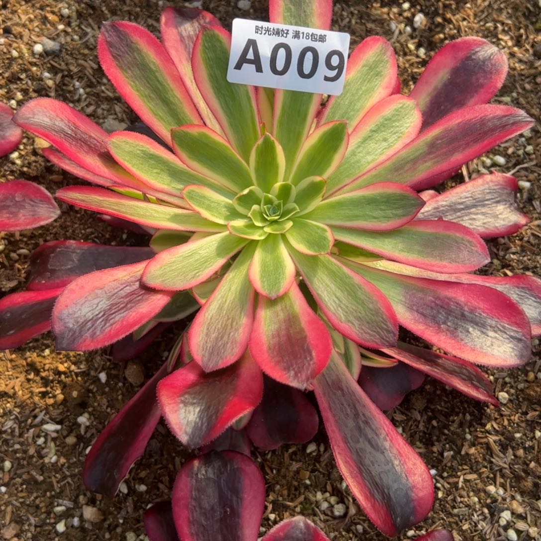 009黑金美杜莎多肉植物