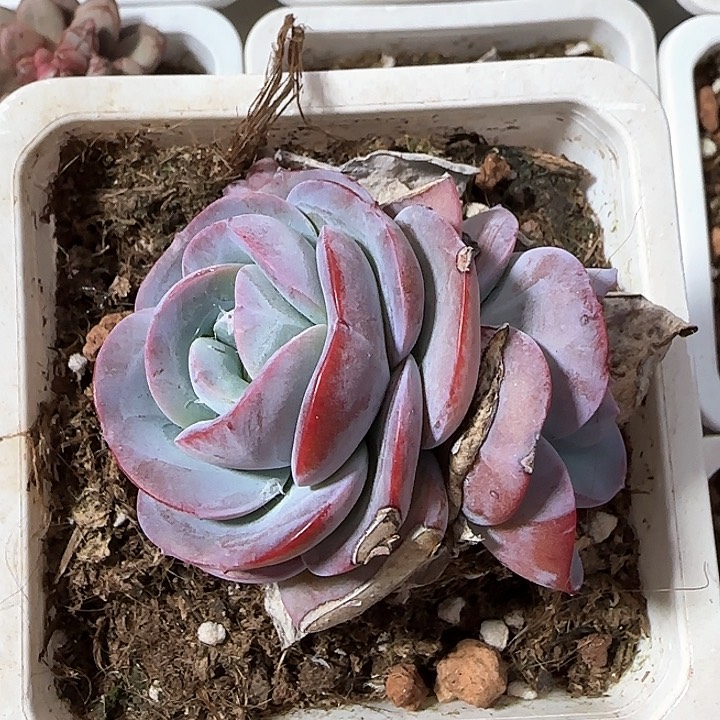 青蛙王子儿童牙膏111