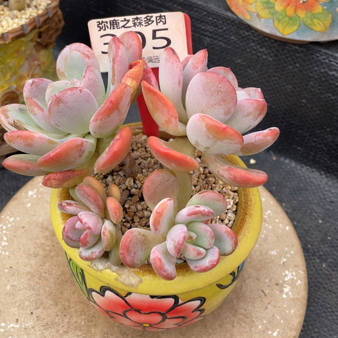 弥鹿之森多肉0305