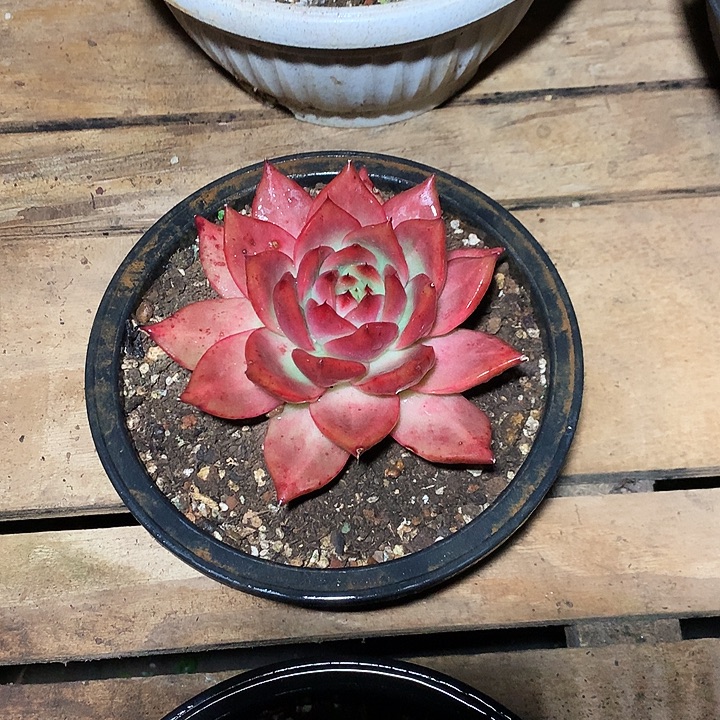 美肉特价活动开始啊