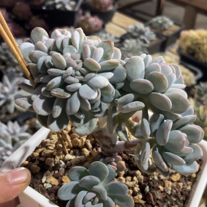 香橙缀化，高板小树