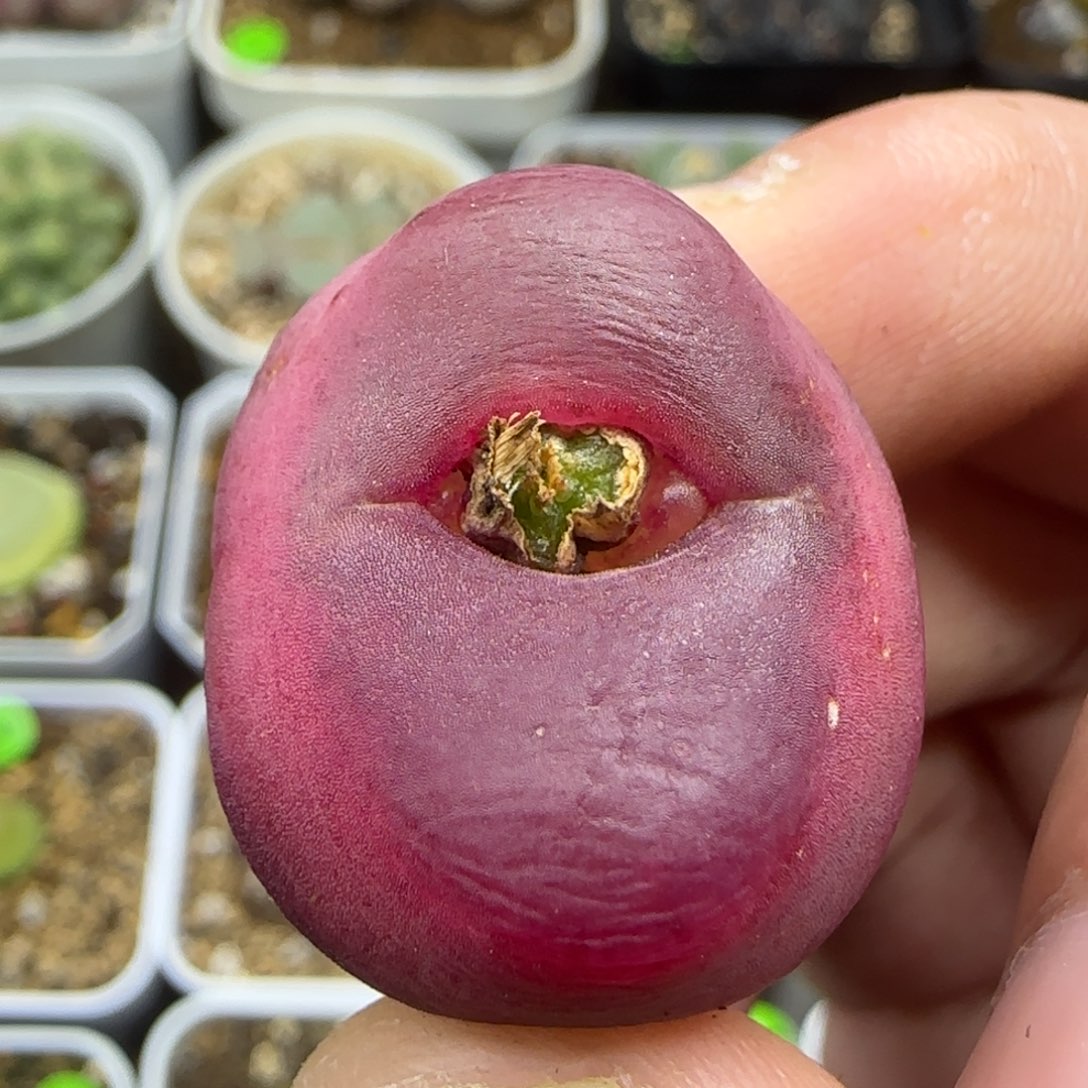 贴地飞2.5+多肉294