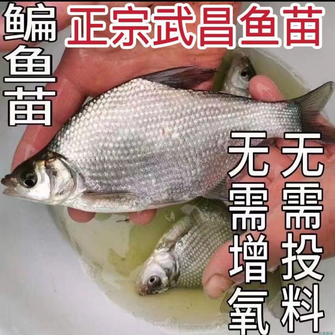 淡水武昌鱼苗三角鲂淡水饲养观赏武昌鱼活体鳊鱼养殖