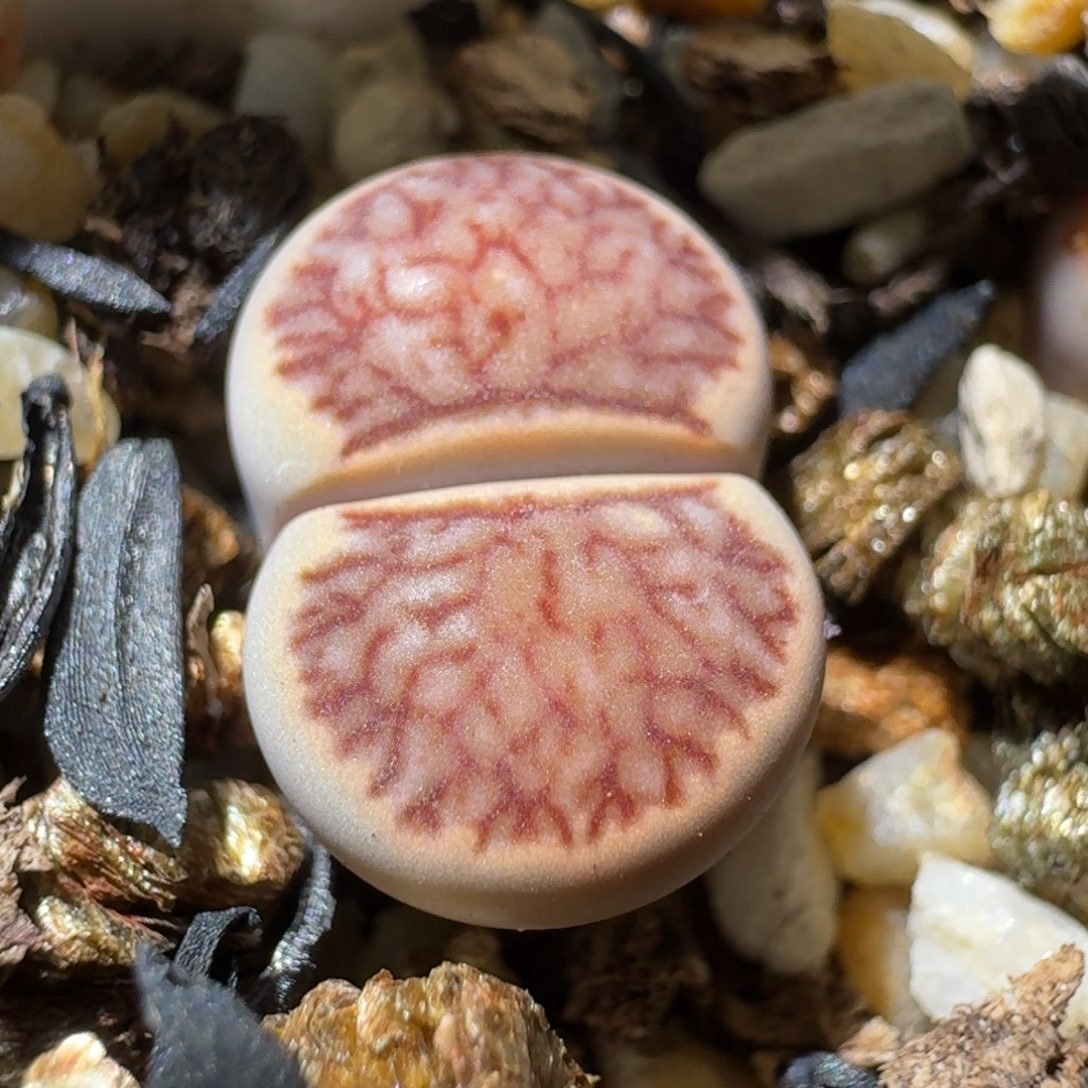 老板高品质亏本卖1236