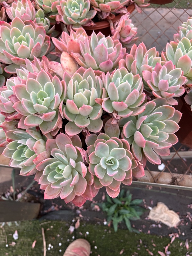 丝绸面纱多肉一物一拍