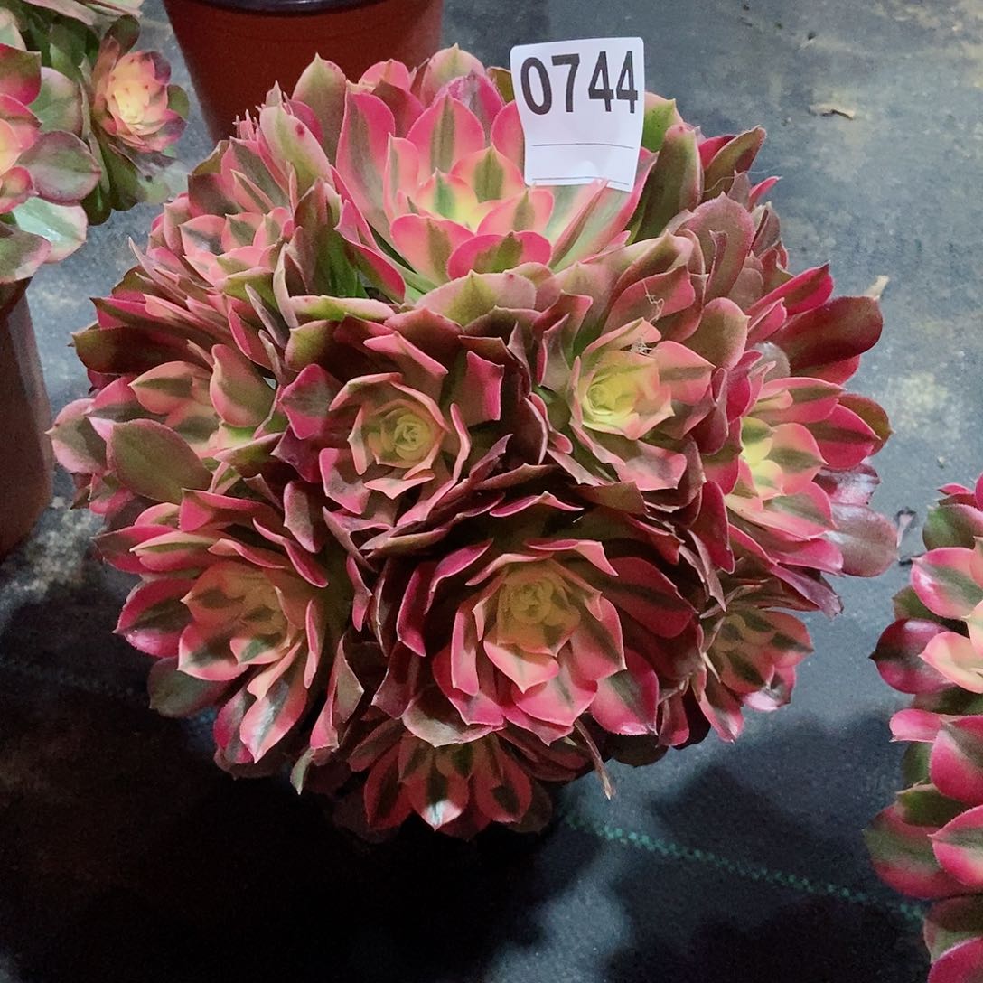 红陶跃***?0744香妃3多肉