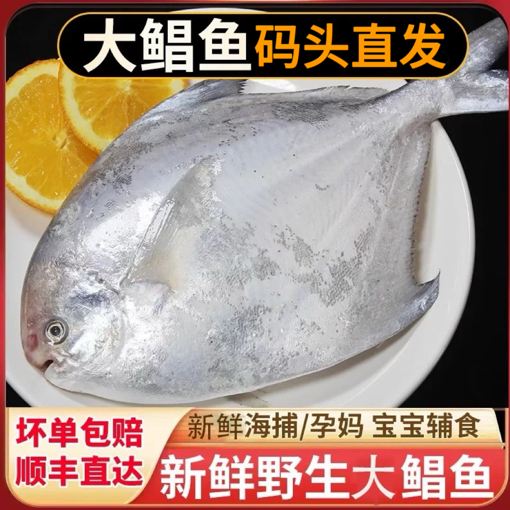 【顺丰冷链】野生大银鲳 新鲜海捕上岸 独立包装 肉质鲜嫩细腻 平鱼