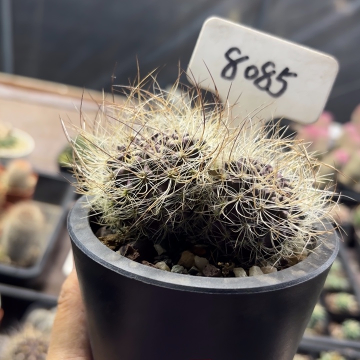 刘***格8085带盆发货好养皮实