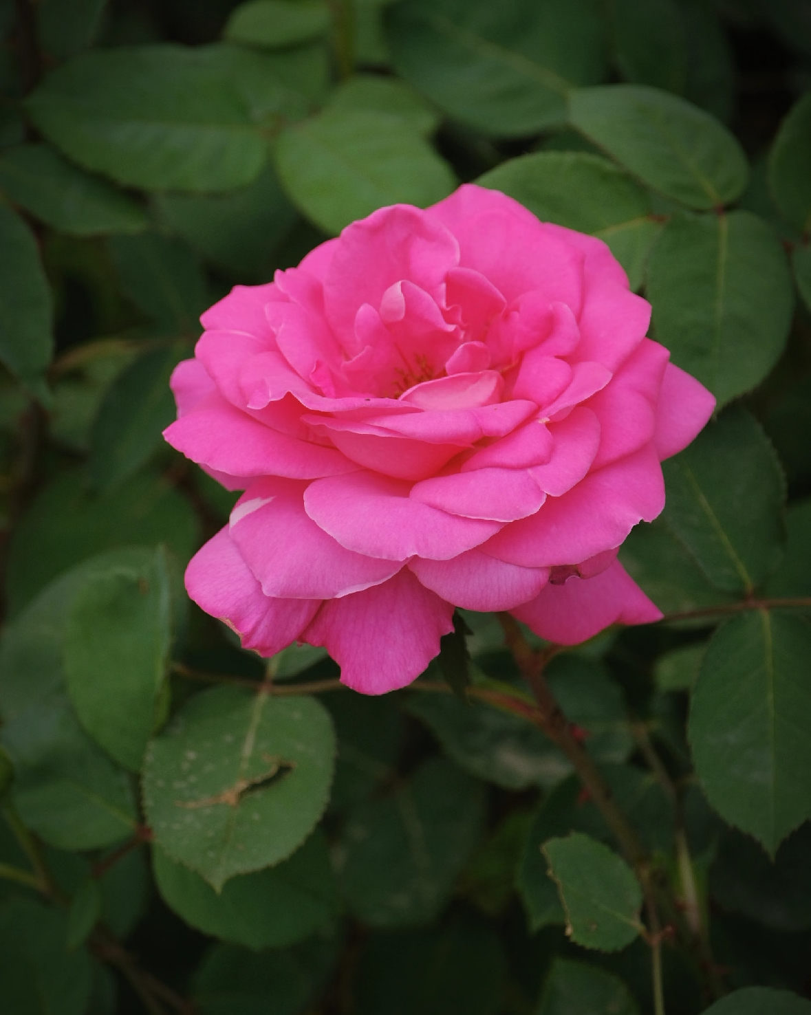 【粉和平】五年苗月季大花浓香阳台庭院盆栽花卉 耐寒零下30度