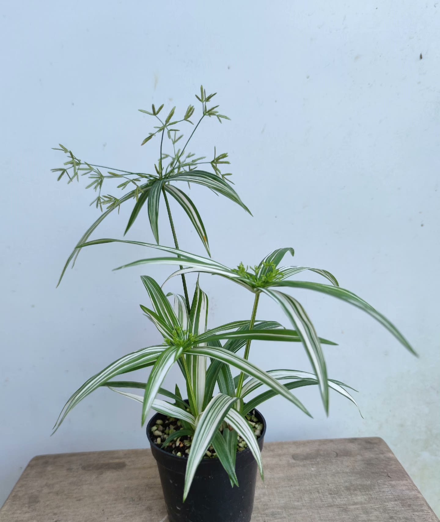 姬旱伞草花叶旱伞草姬水竹耐阴绿植小盆栽