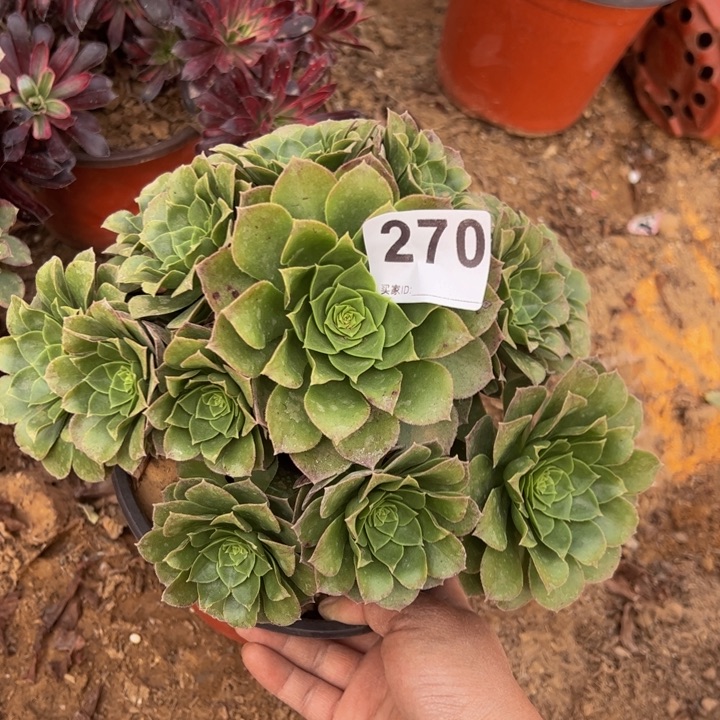 万圣夜多肉植物270