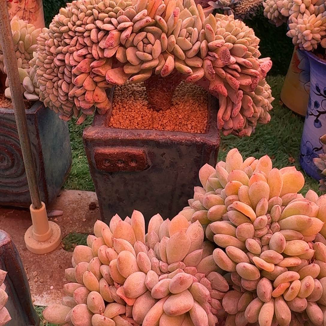 星影树缀无砍多肉