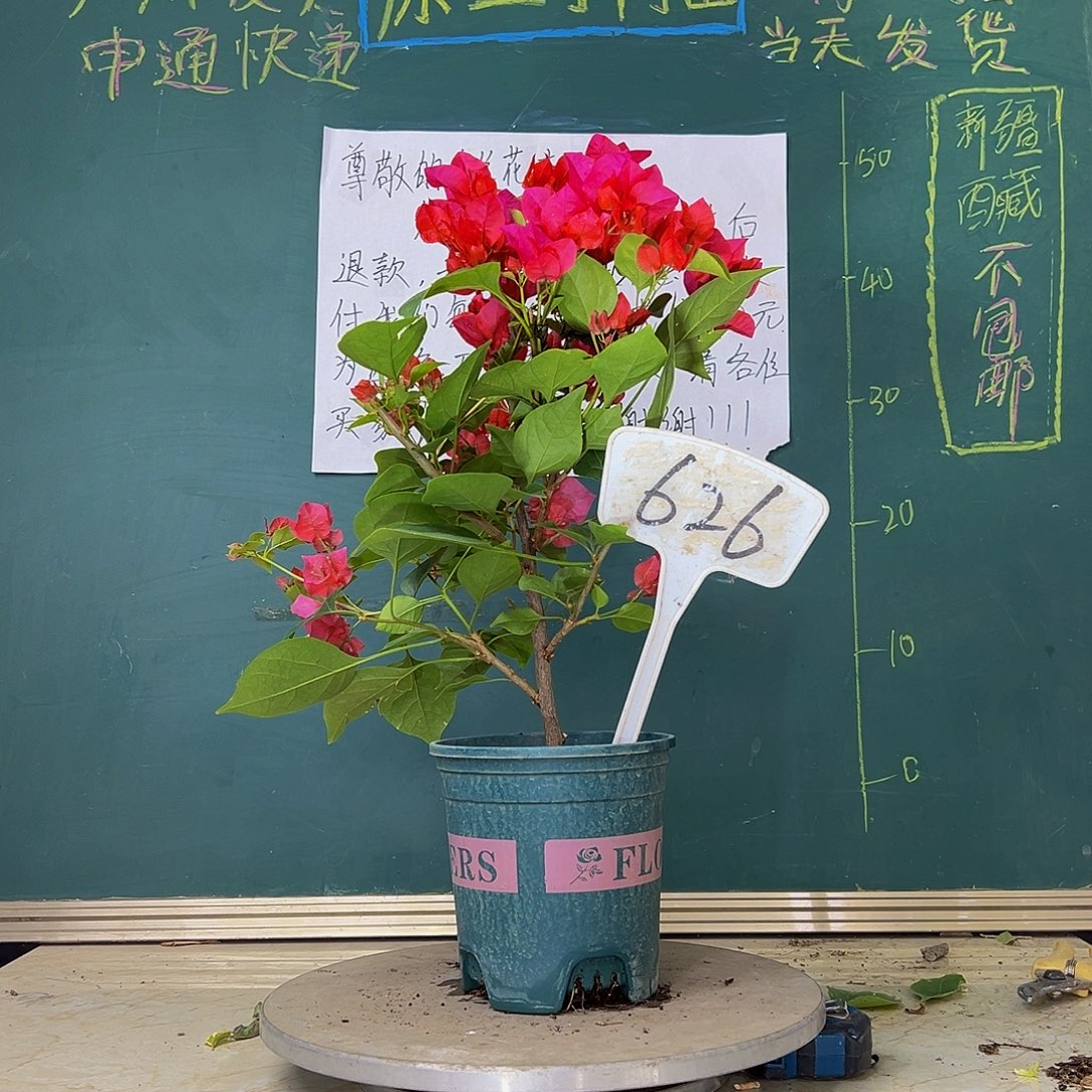 当前无花栽培后可以开花樱红 626