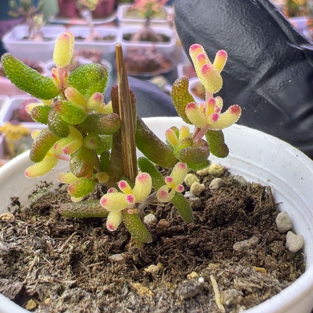 多肉植物枝干真飞机株
