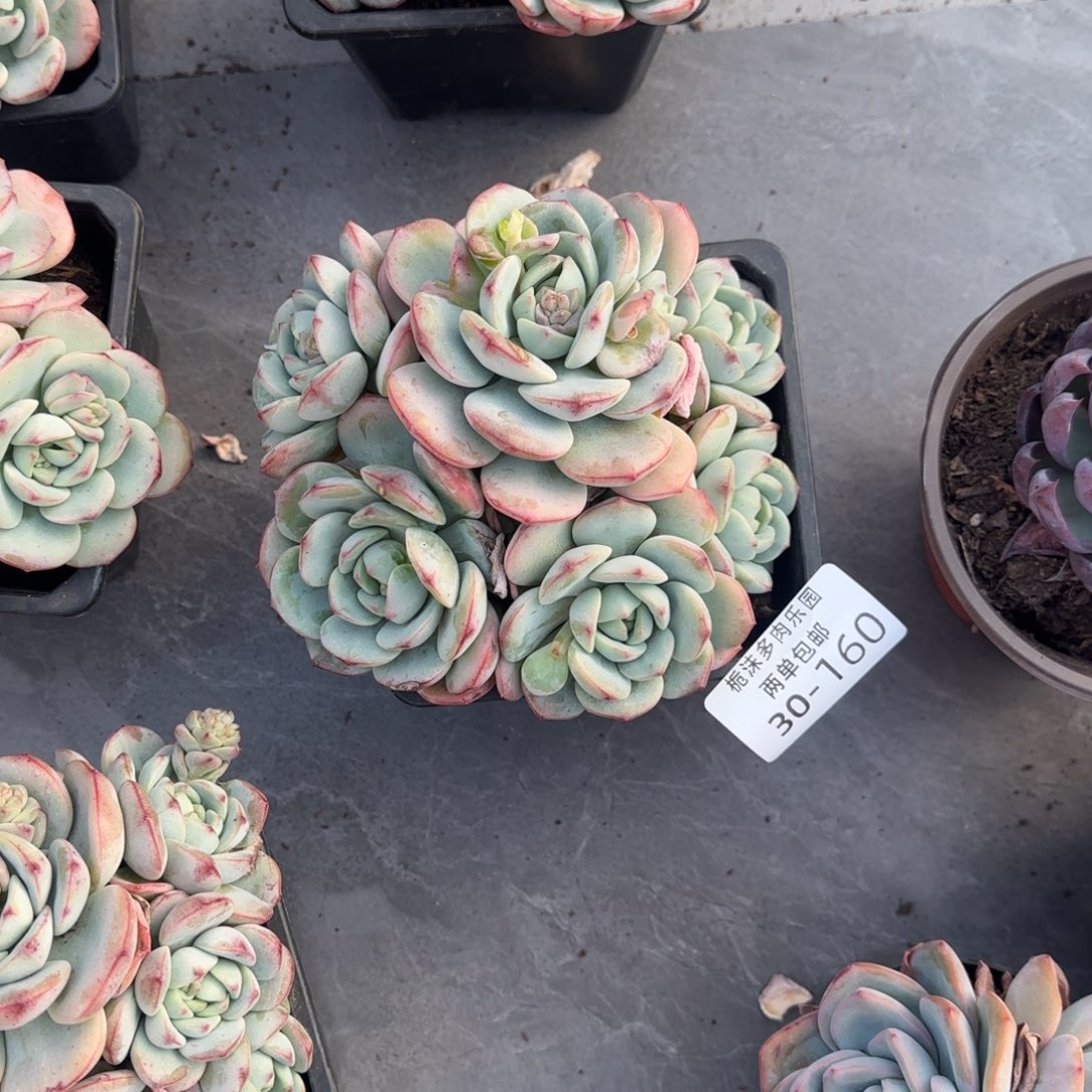 雪***茉30-160香草多肉植物