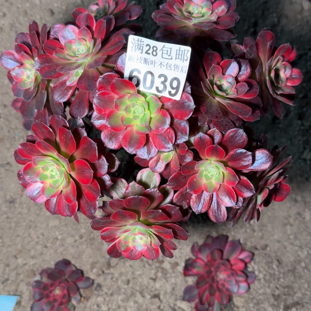 6039安娜多肉植物