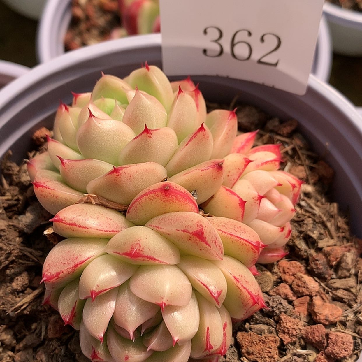 【闪购商品】云362号