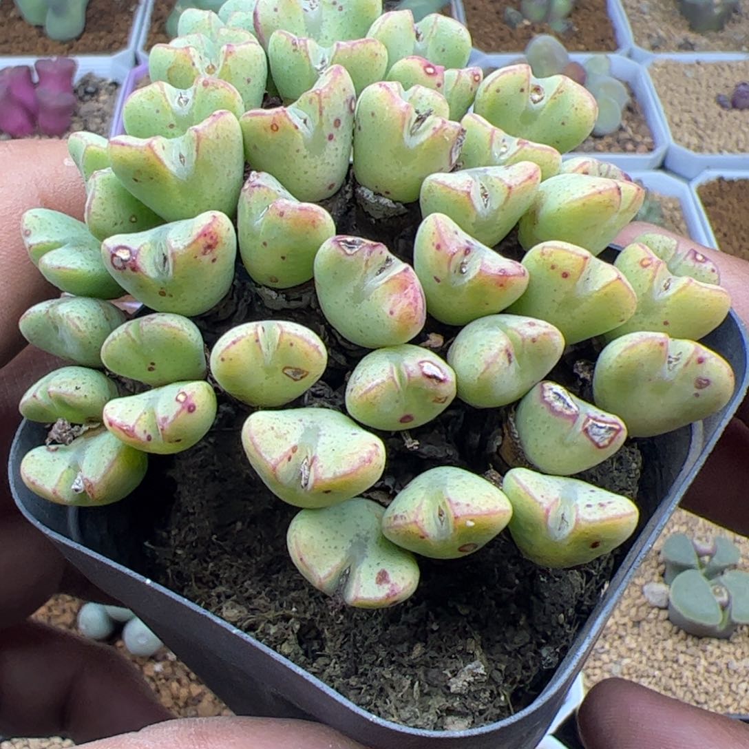 大家过年好22400