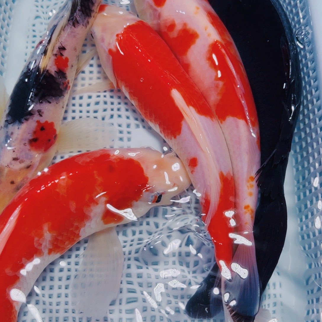 锦鲤锦鲤冷水观赏190