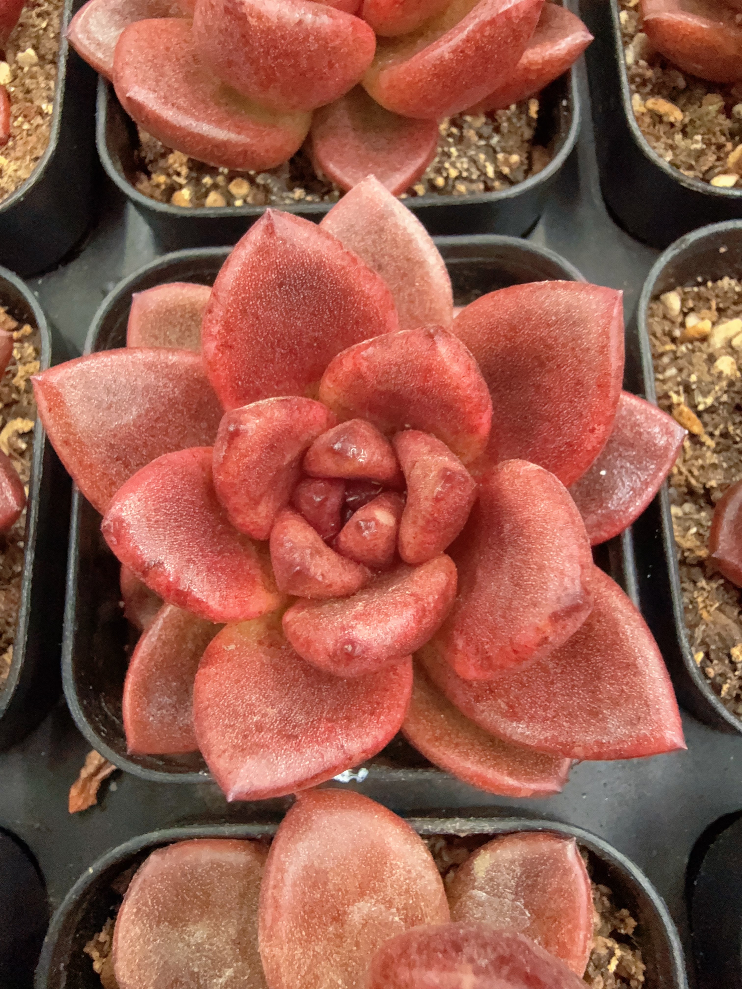 70#墨菲特美人（3-5cm）带盆土